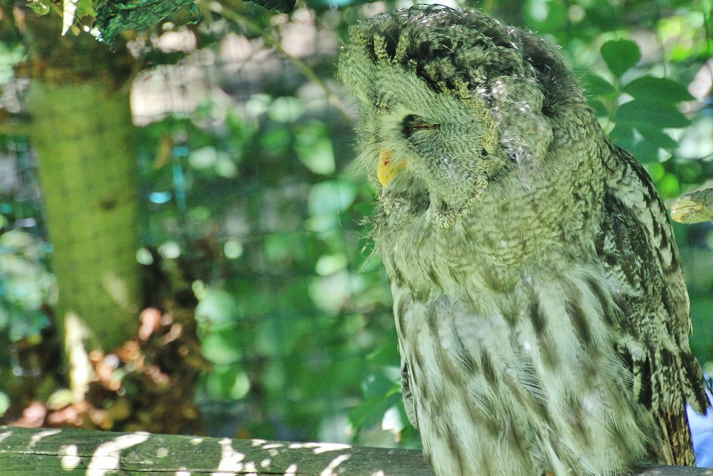 Foto: Zoo - Santillana del Mar (Cantabria), España