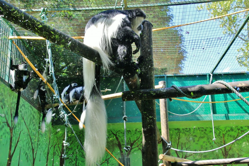 Foto: Zoo - Santillana del Mar (Cantabria), España