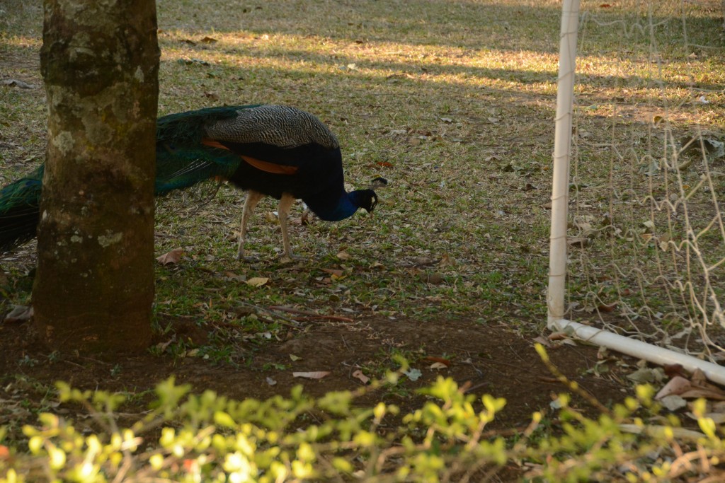 Foto de Villa Bonita (Alajuela), Costa Rica