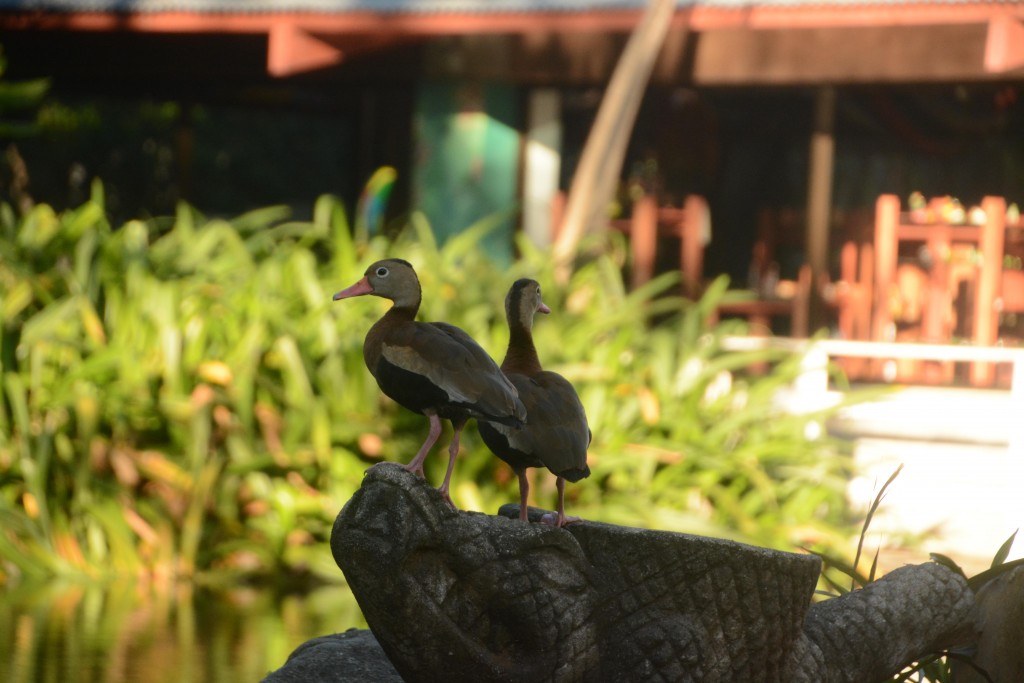 Foto de Villa Bonita (Alajuela), Costa Rica