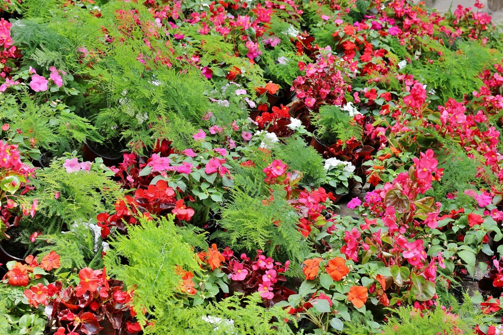 Foto: Girona en flor 2018 - Girona (Cataluña), España