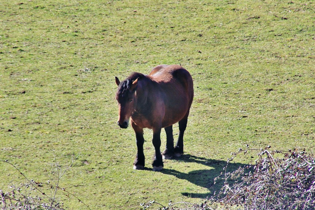 Foto: Caballo - Villoslada de Cameros (La Rioja), España