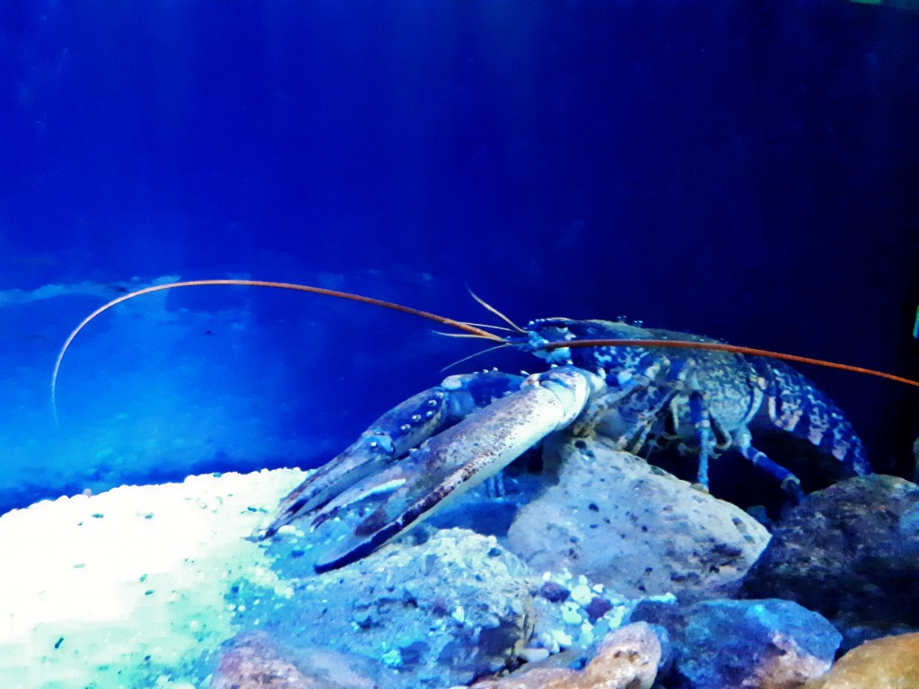 Foto: Acuario - Barcelona (Cataluña), España