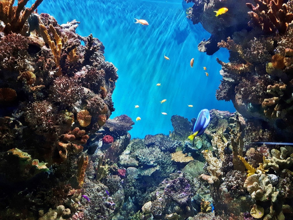 Foto: Acuario - Barcelona (Cataluña), España