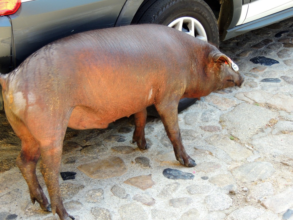 Foto de La Alberca (Cáceres), España