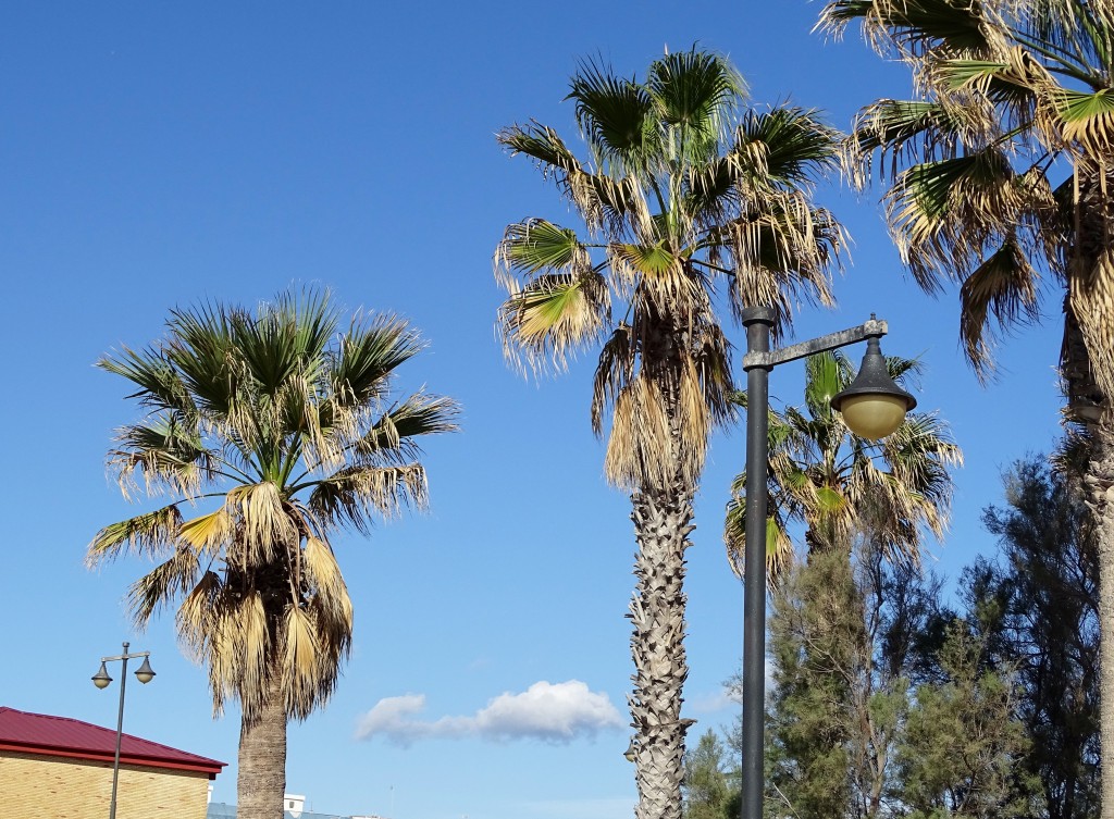 Foto: Palmeras paseo maritimo - Valencia (València), España