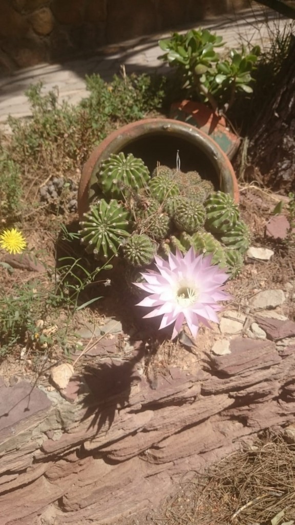 Foto: El captus florecio - Valencia (València), España