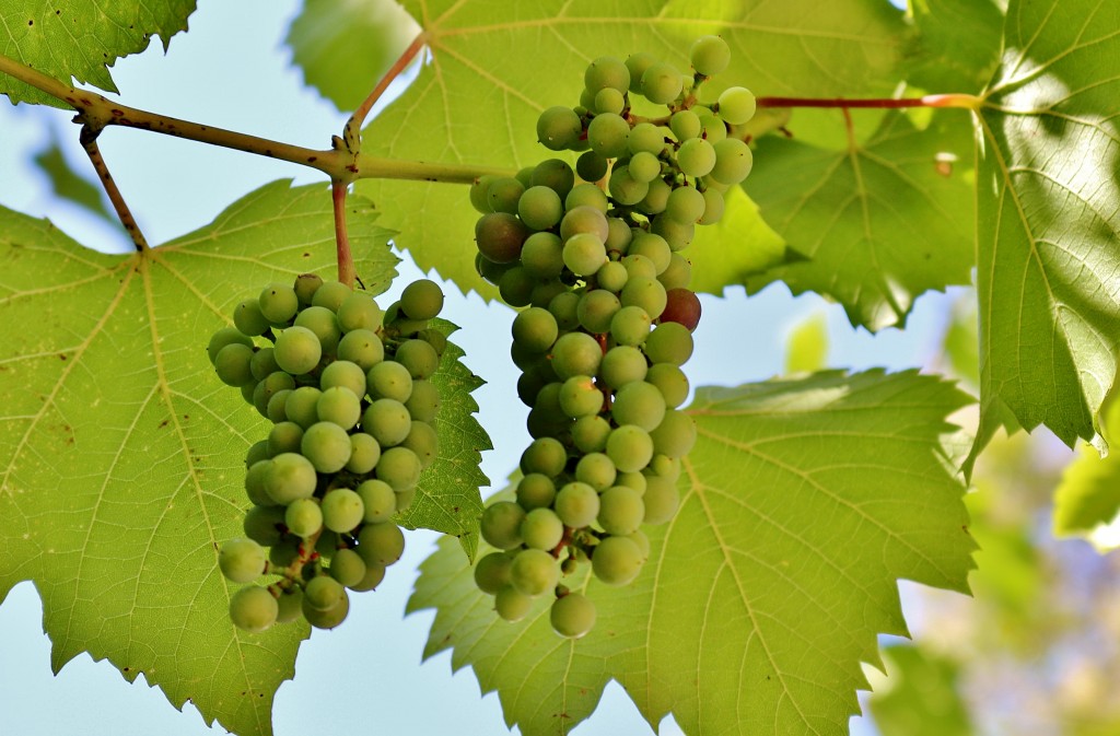 Foto: Uvas - Aquileia (Friuli Venezia Giulia), Italia