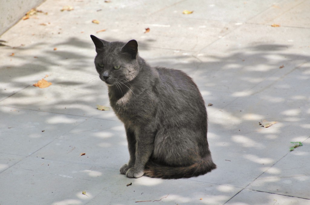 Foto: Gatito - Cividale del Friuli (Friuli Venezia Giulia), Italia