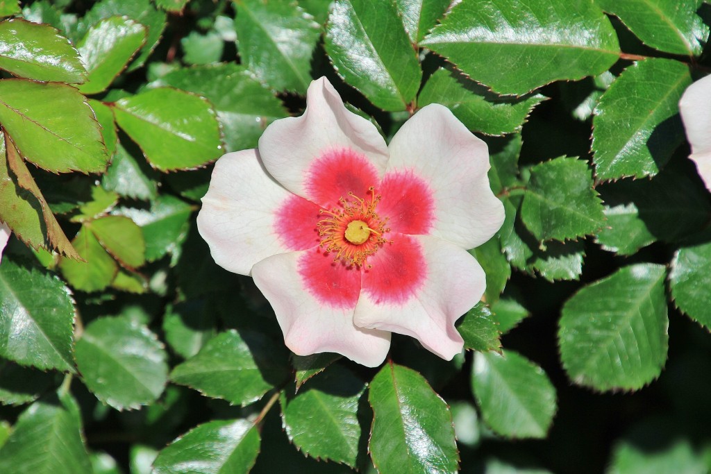 Foto: Concurso de rosas - Barcelona (Cataluña), España