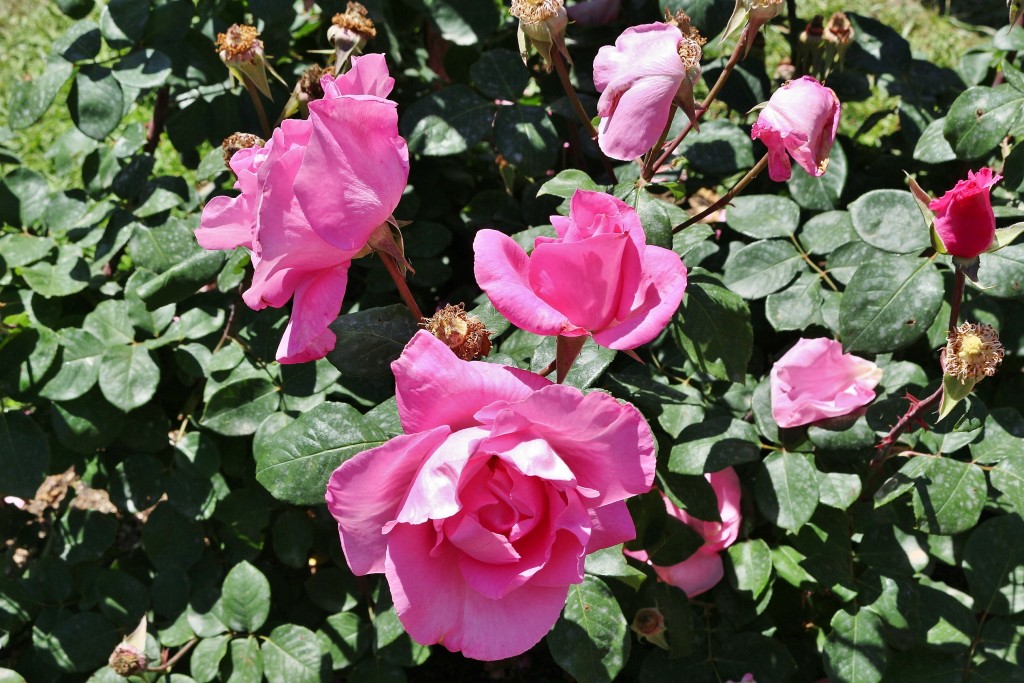 Foto: Concurso de rosas - Barcelona (Cataluña), España