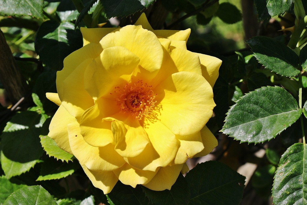 Foto: Concurso de rosas - Barcelona (Cataluña), España