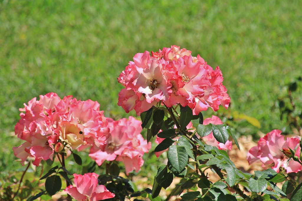 Foto: Concurso de rosas - Barcelona (Cataluña), España