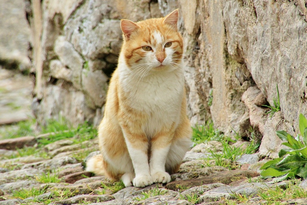 Foto: Gatito - Ventrosa (La Rioja), España