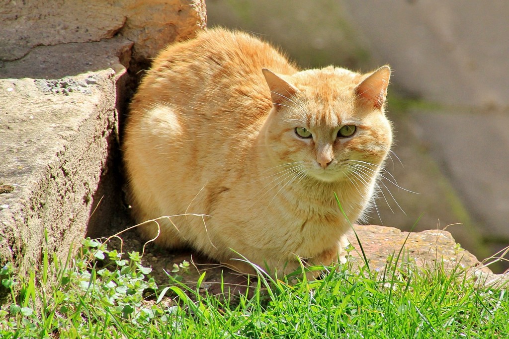 Foto: Gatito - Ventrosa (La Rioja), España