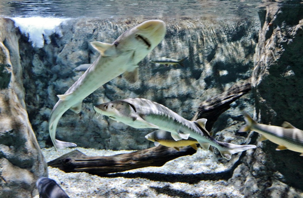 Foto: Acuario - Sevilla (Andalucía), España