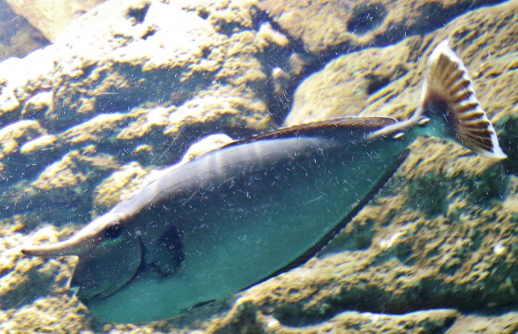 Foto: Acuario - Sevilla (Andalucía), España