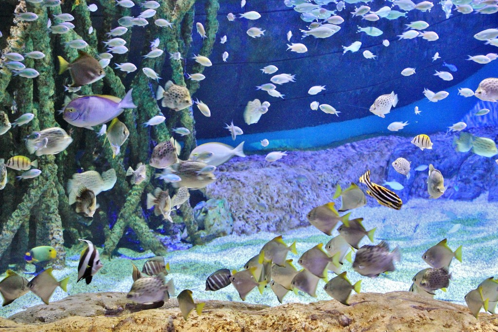 Foto: Acuario - Sevilla (Andalucía), España