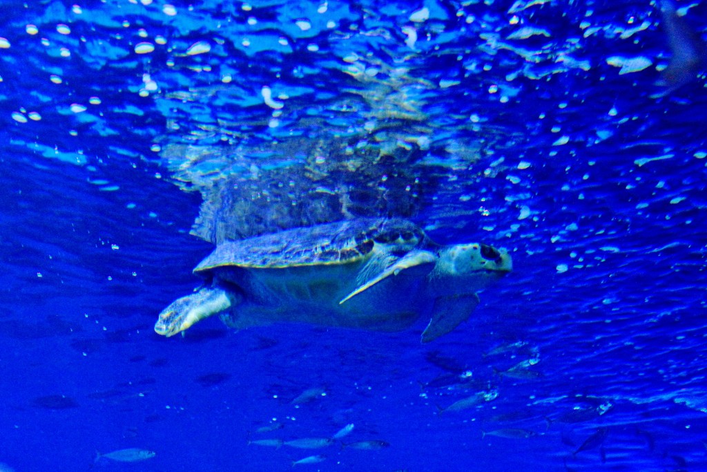 Foto: Acuario - Sevilla (Andalucía), España