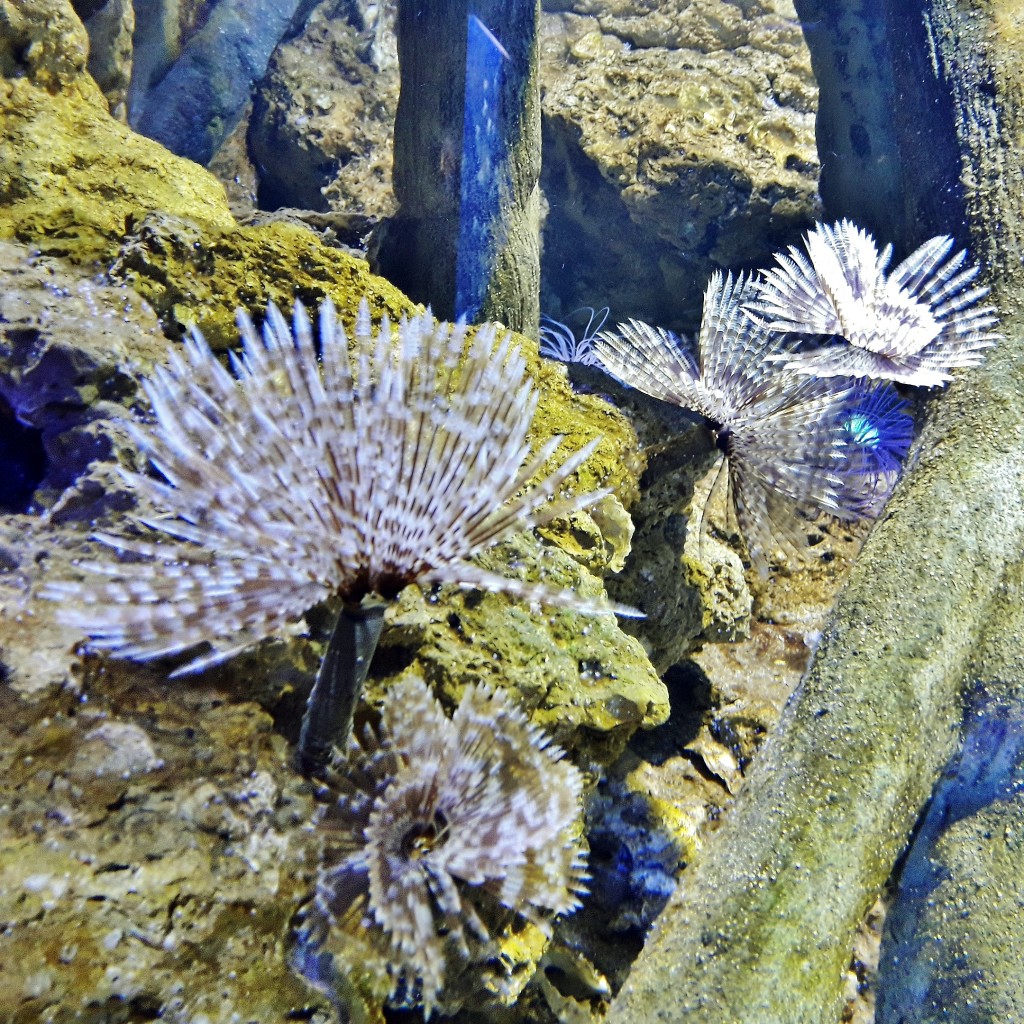 Foto: Acuario - Sevilla (Andalucía), España