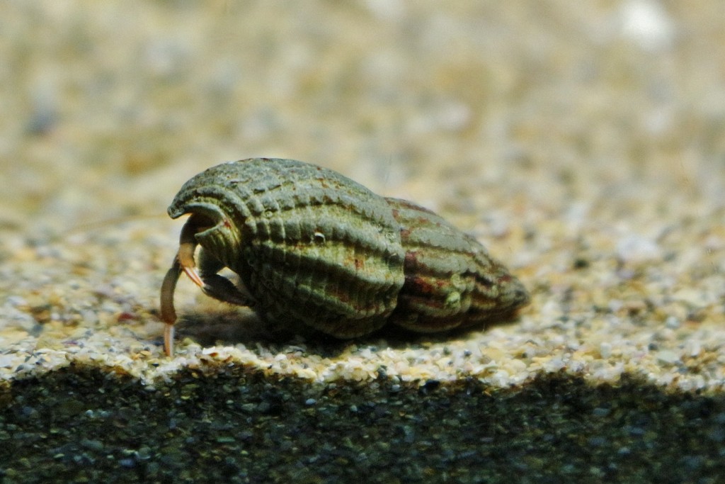 Foto: Acuario - Sevilla (Andalucía), España