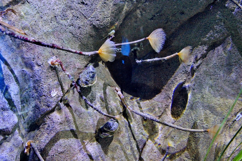 Foto: Acuario - Sevilla (Andalucía), España