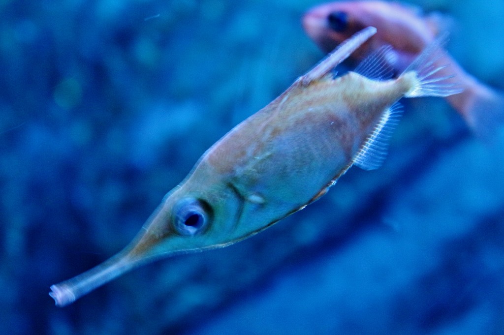 Foto: Acuario - Sevilla (Andalucía), España