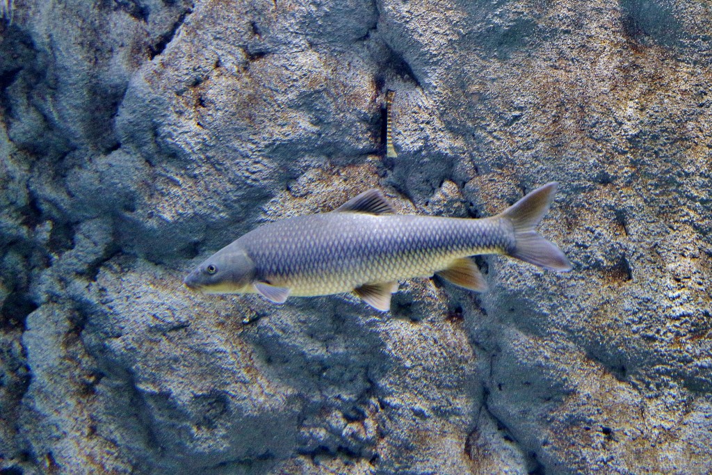 Foto: Acuario - Sevilla (Andalucía), España