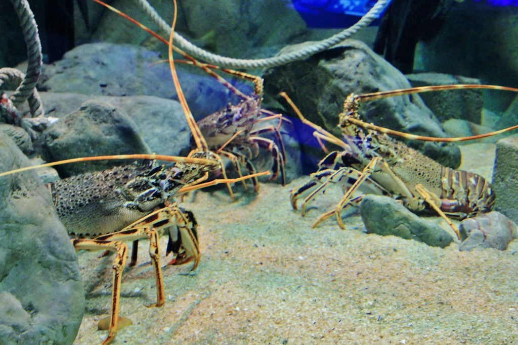 Foto: Acuario - Sevilla (Andalucía), España