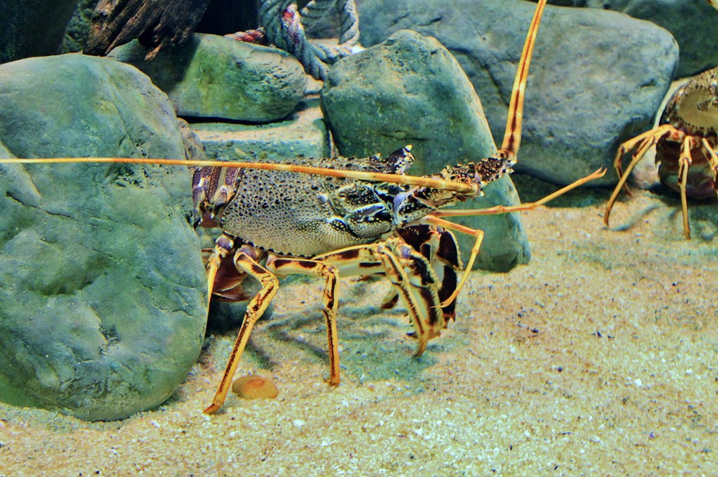 Foto: Acuario - Sevilla (Andalucía), España