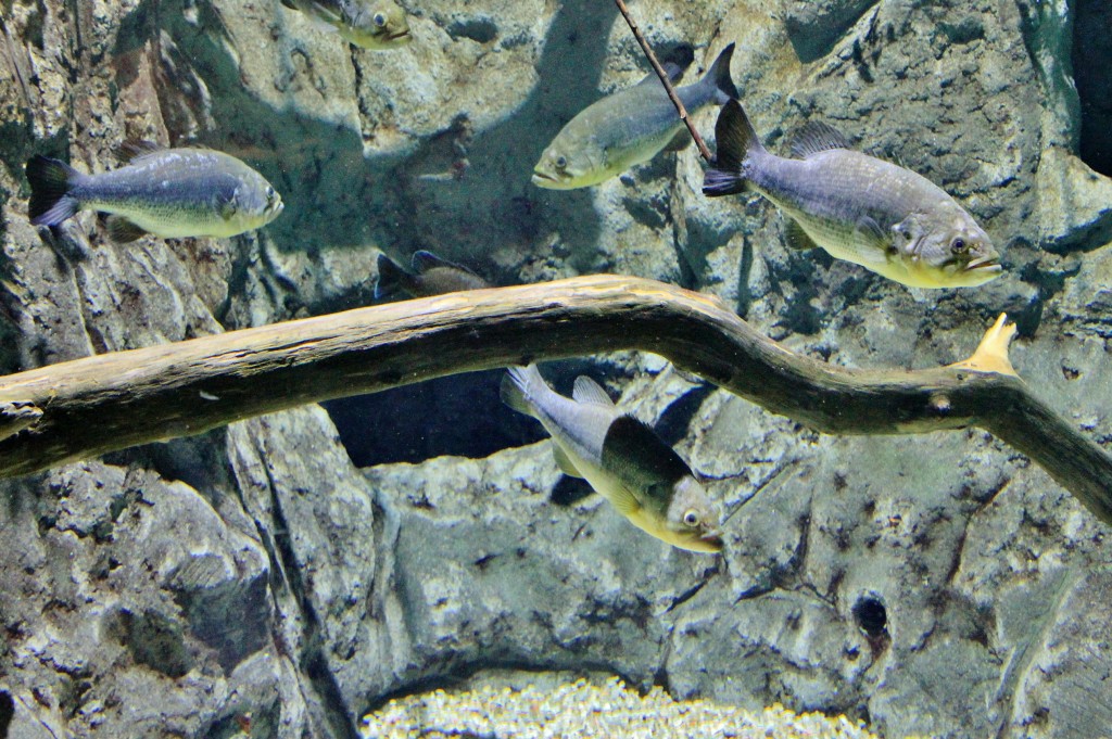 Foto: Acuario - Sevilla (Andalucía), España