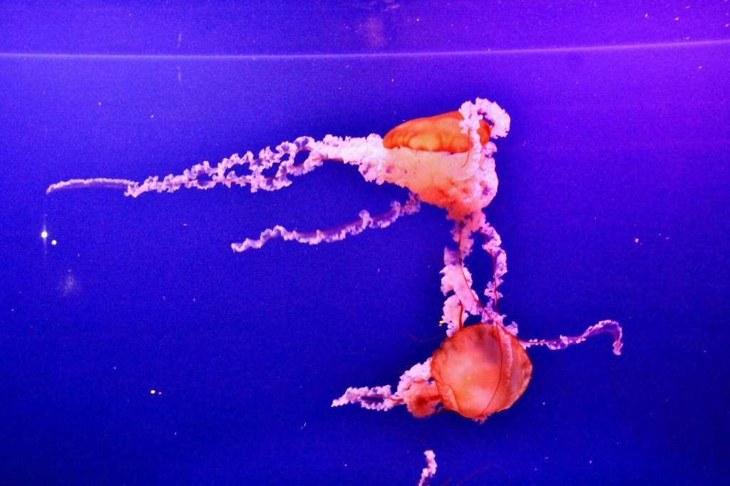 Foto: Acuario - Sevilla (Andalucía), España