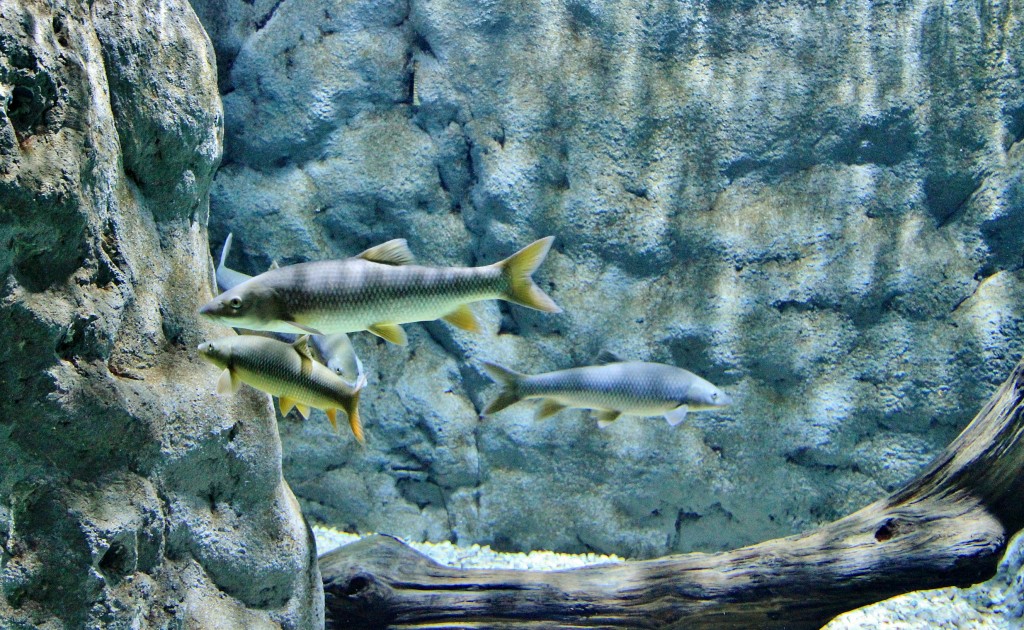 Foto: Acuario - Sevilla (Andalucía), España