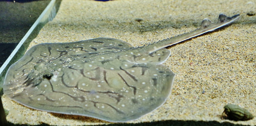 Foto: Acuario - Sevilla (Andalucía), España