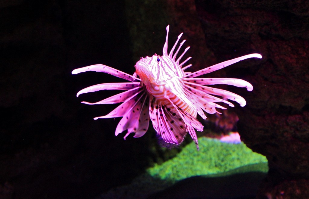 Foto: Acuario - Sevilla (Andalucía), España