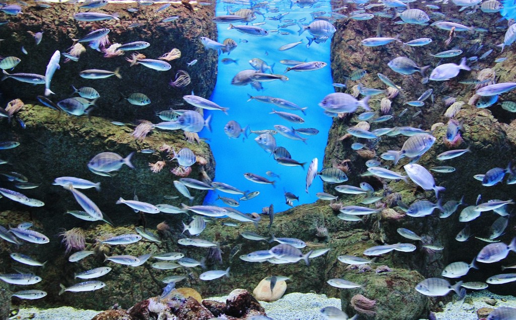 Foto: Acuario - Sevilla (Andalucía), España