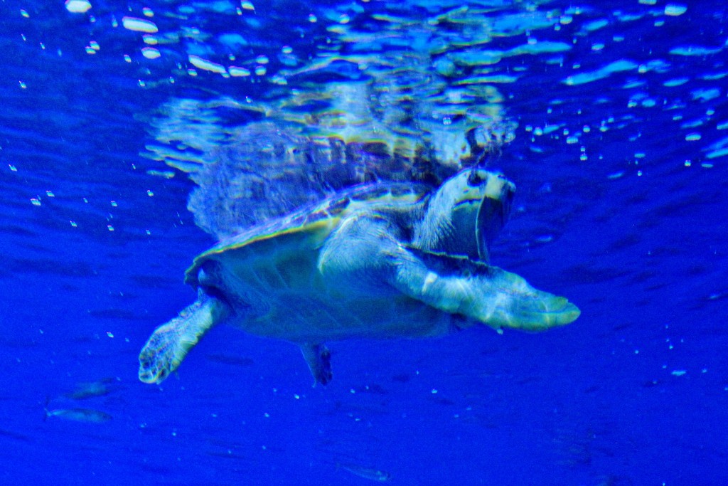 Foto: Acuario - Sevilla (Andalucía), España