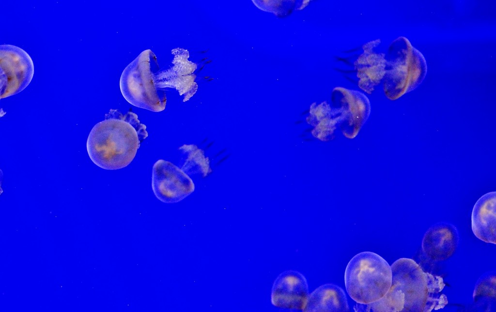 Foto: Acuario - Sevilla (Andalucía), España