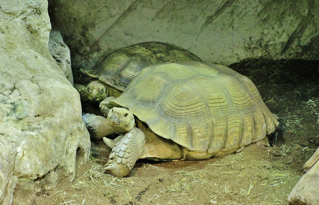 Foto: Acuario - Sevilla (Andalucía), España