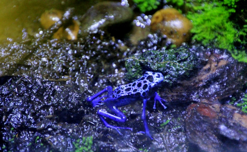 Foto: Acuario - Sevilla (Andalucía), España