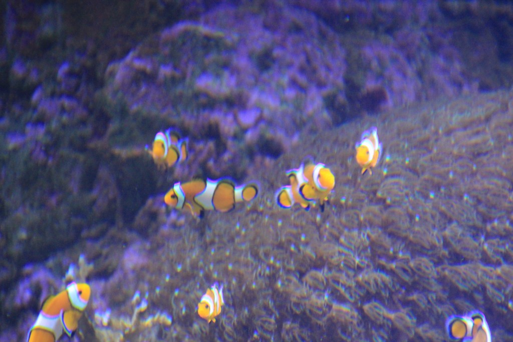 Foto: Acuario - Sevilla (Andalucía), España