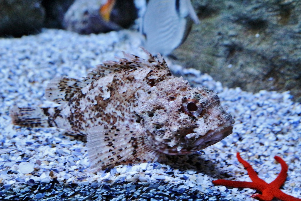 Foto: Acuario - Sevilla (Andalucía), España