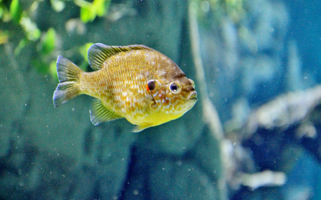 Foto: Acuario - Sevilla (Andalucía), España