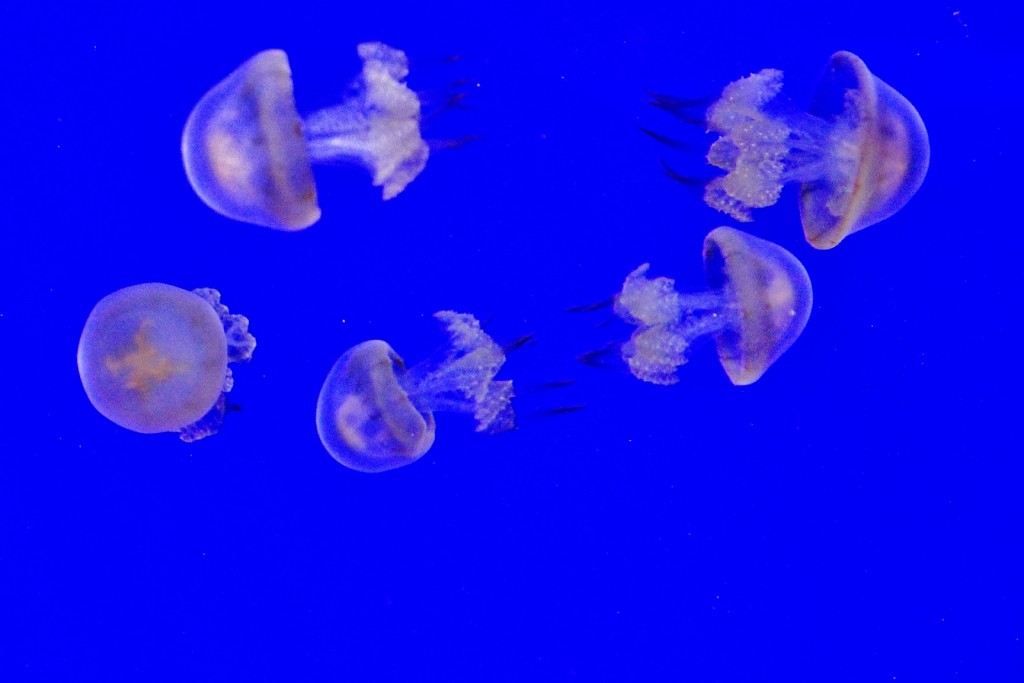 Foto: Acuario - Sevilla (Andalucía), España