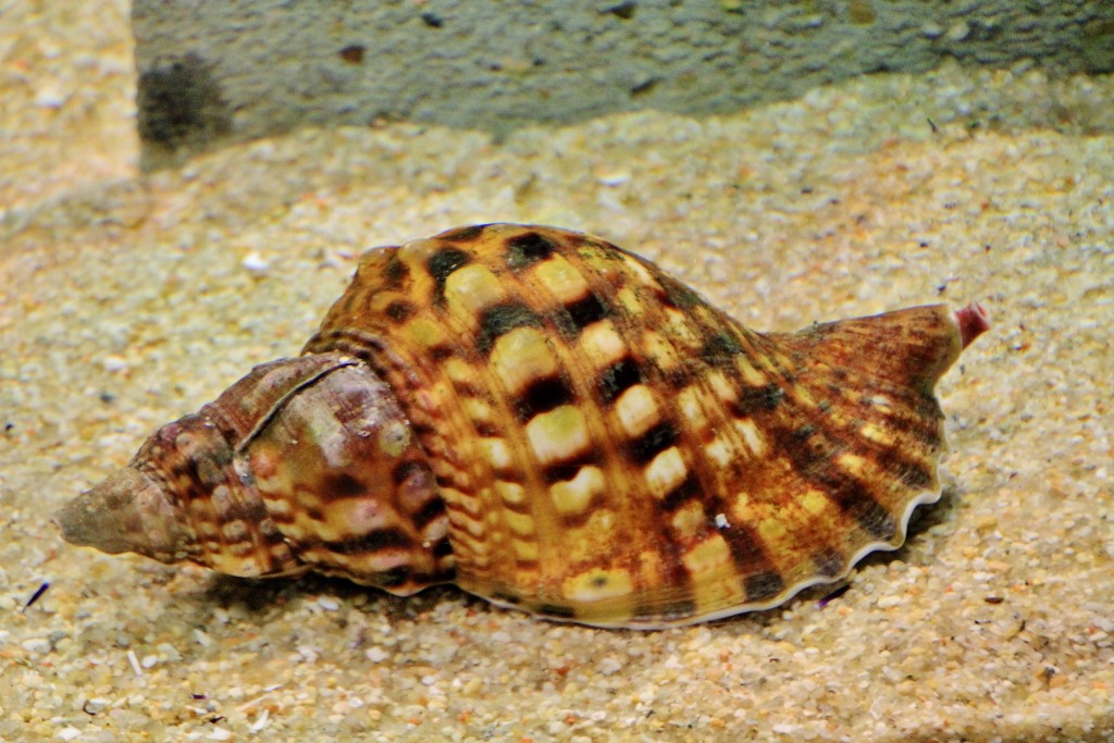 Foto: Acuario - Sevilla (Andalucía), España