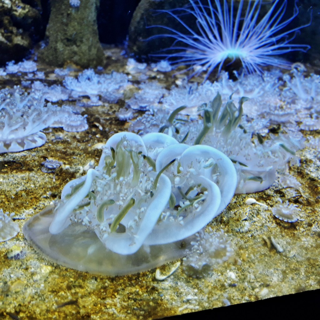 Foto: Acuario - Sevilla (Andalucía), España