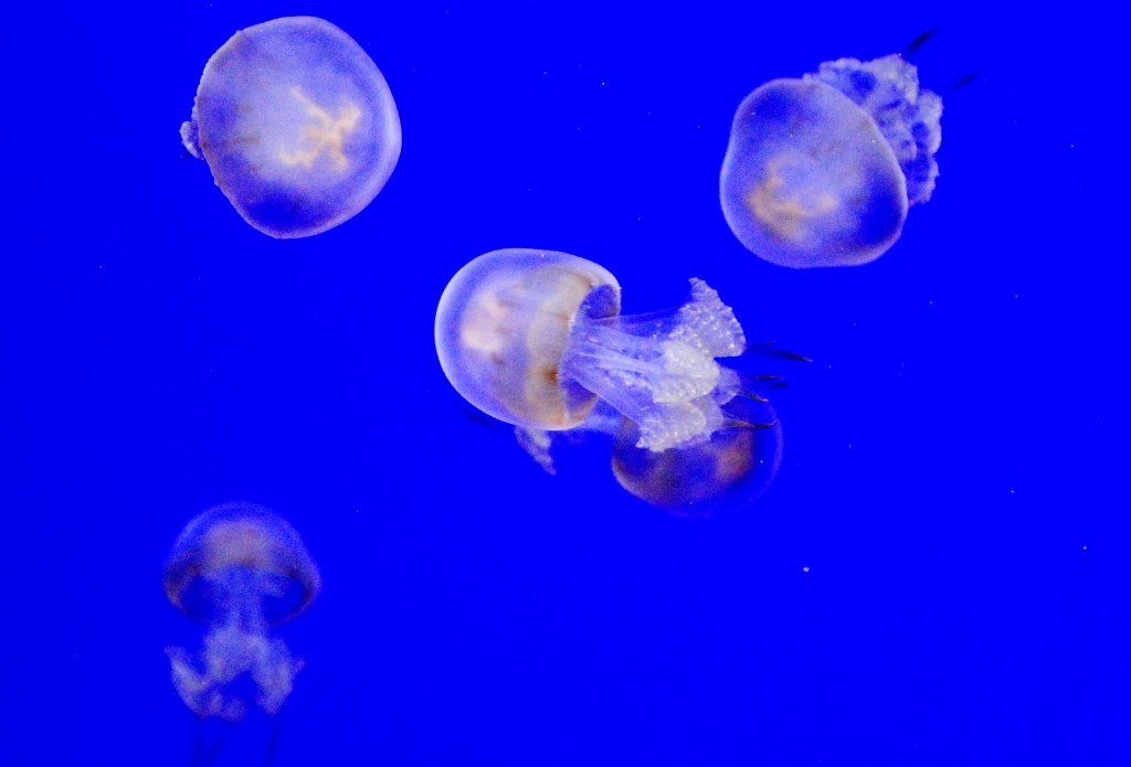 Foto: Acuario - Sevilla (Andalucía), España