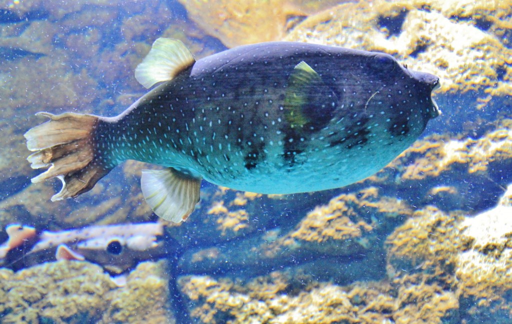 Foto: Acuario - Sevilla (Andalucía), España