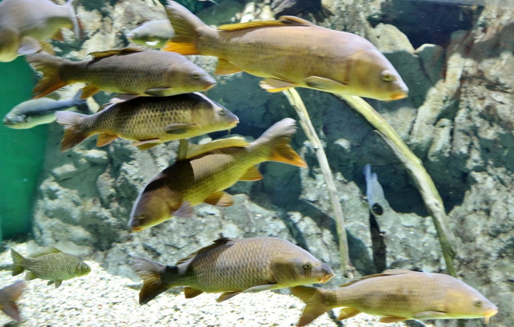 Foto: Acuario - Sevilla (Andalucía), España