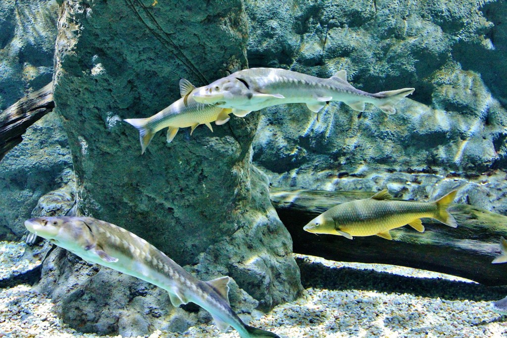 Foto: Acuario - Sevilla (Andalucía), España